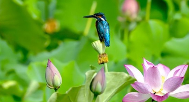 福州：湿地之城 生态画卷
